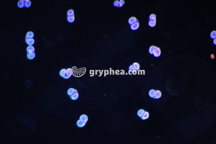 Pollen Pin x 40 - gryphea.com